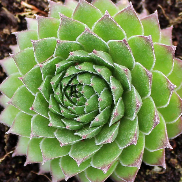 Sempervivum 'Hart 8' (Mature) - Winter