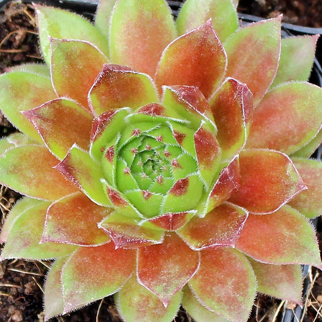 Sempervivum 'Hart 8' (Young) - Spring