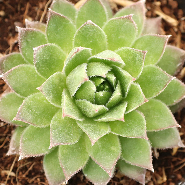 Sempervivum 'Hart 8' - January