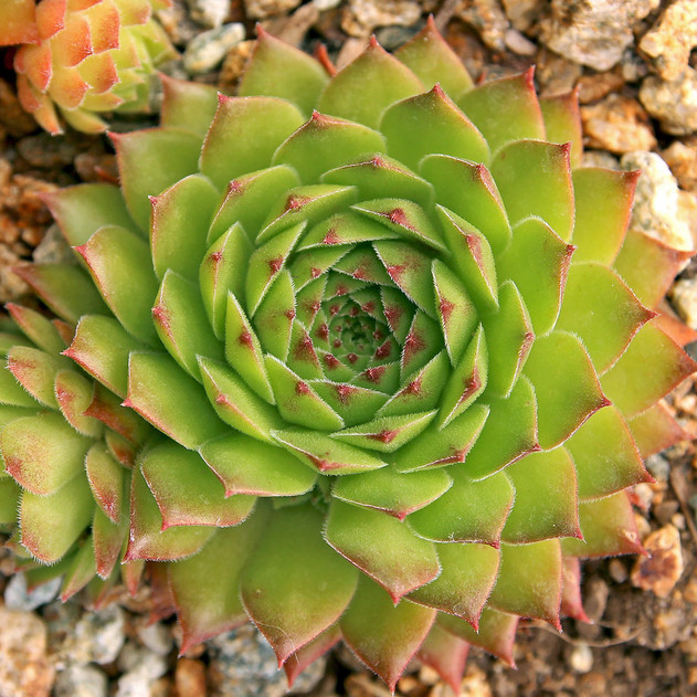 Sempervivum 'Hart 8' (Outdoors) - August