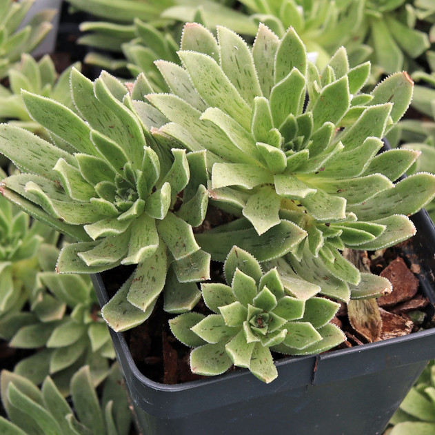 Aeonium 'Silver Edge'