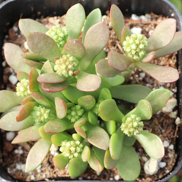 Crassula pubescens ssp. radicans - Small Red Stonecrop | MCG™