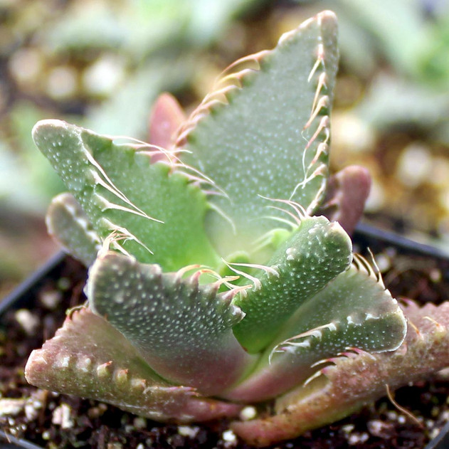 Faucaria felina - Tiger Jaws
