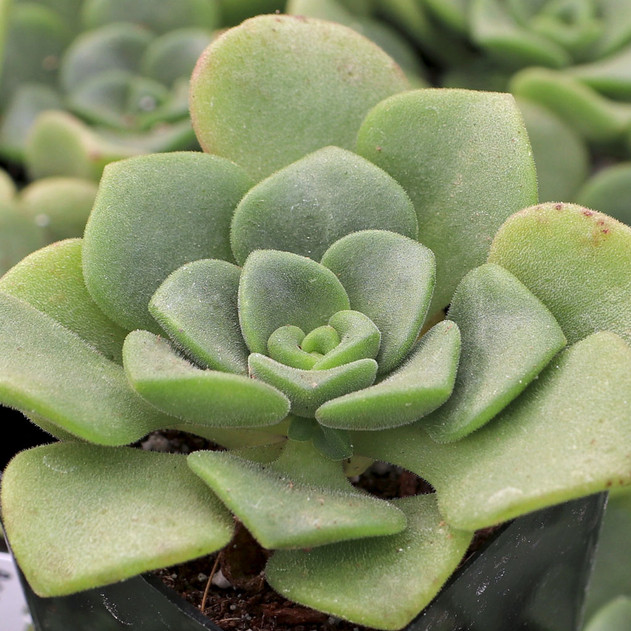 Aeonium 'Lily Pad'