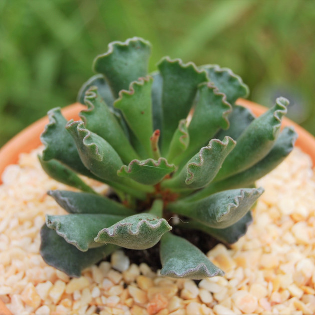 Adromischus cristatus - Crinkle-Leaf Plant | MCG™