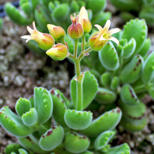Cotyledon tomentosa ssp. tomentosa - Bear's Paw - September Blooms