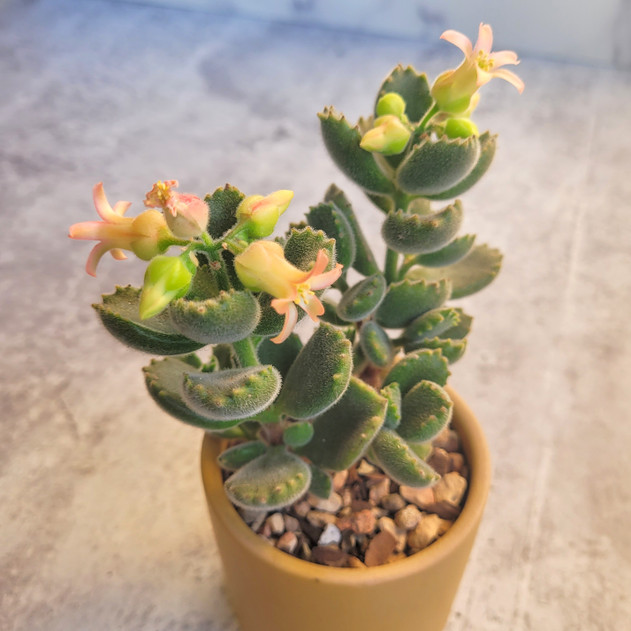 Cotyledon tomentosa ssp. tomentosa - Bear's Paw