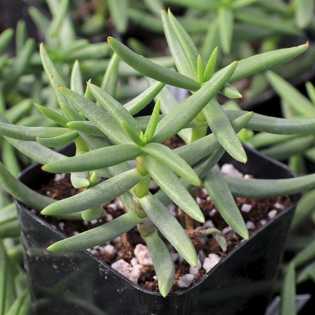 Crassula tetragona - Miniature Pine Tree - Mountain Crest Gardens