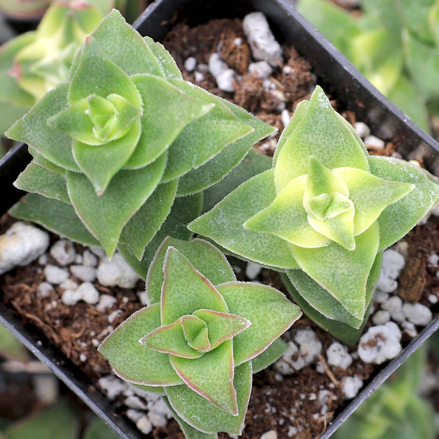 Crassula perforata f. variegata - Winter