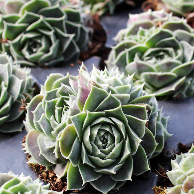 Sempervivum heuffelii 'Fante'