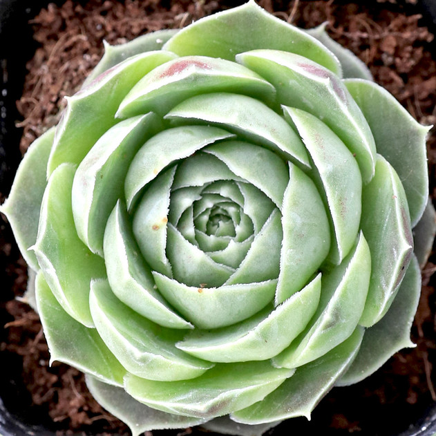 Sempervivum heuffelii 'Fante'