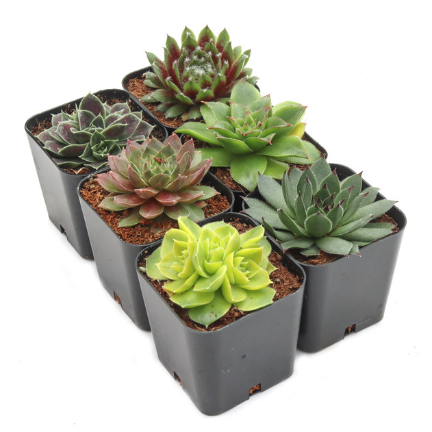 Sempervivum Variety Pack (6-20 Plants, 2" Pots)