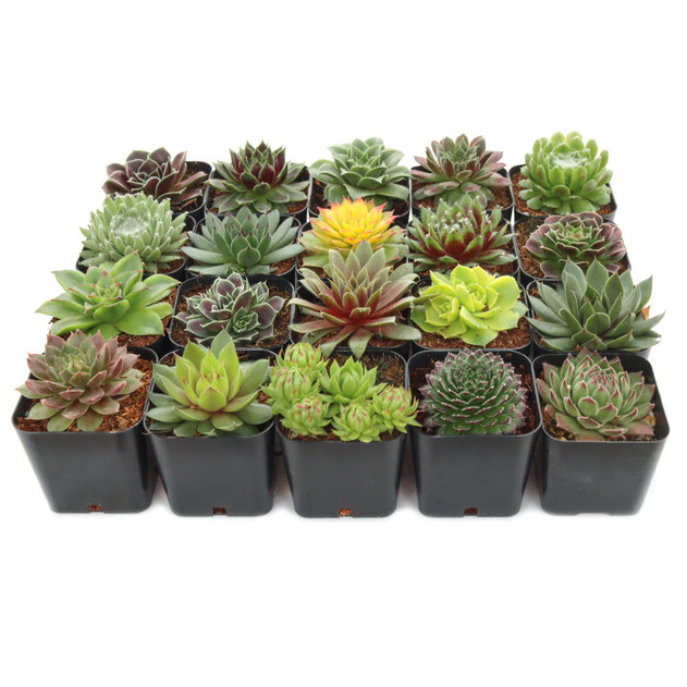 Sempervivum Variety Pack (6-20 Plants, 2