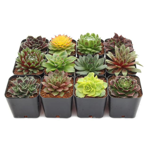 Sempervivum Variety Pack (6-20 Plants, 2" Pots)