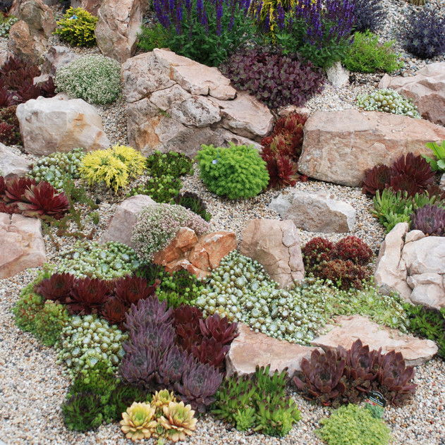 Sempervivum Variety Pack (6-20 Plants, 2" Pots) - Rock Garden