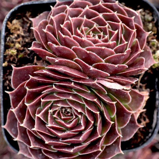 Sempervivum heuffelii 'Milady' - Fall