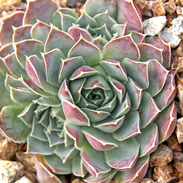 Sempervivum heuffelii 'Perfection' (Outdoors) - August