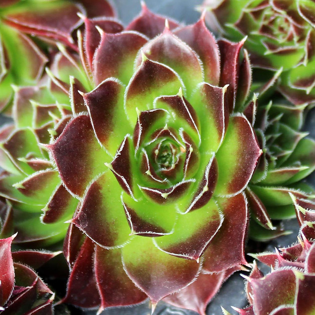 Sempervivum heuffelii 'Blaze'