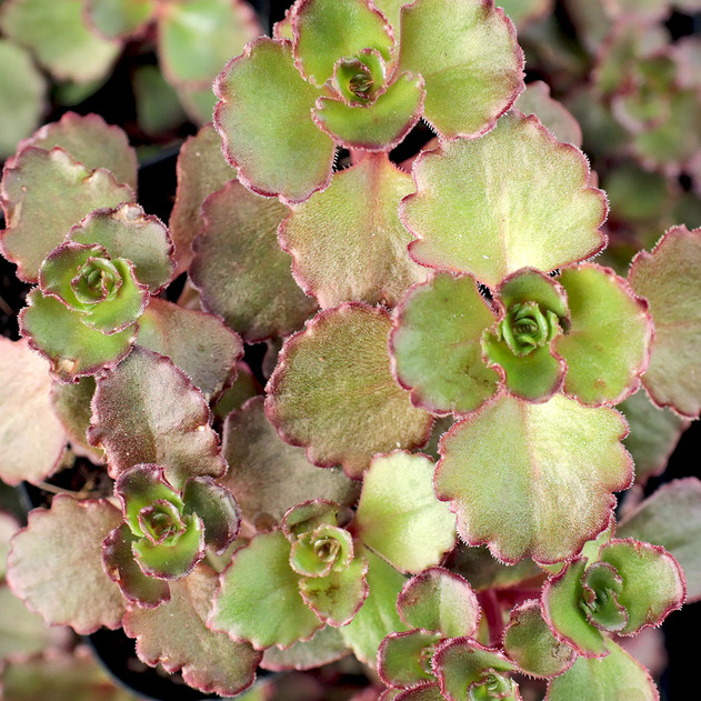 Sedum spurium 'Dragon's Blood' - Mountain Crest Gardens