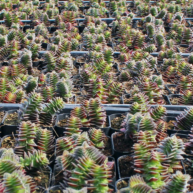 Crassula ovata (Jadeplant) stekken - Mama Botanica