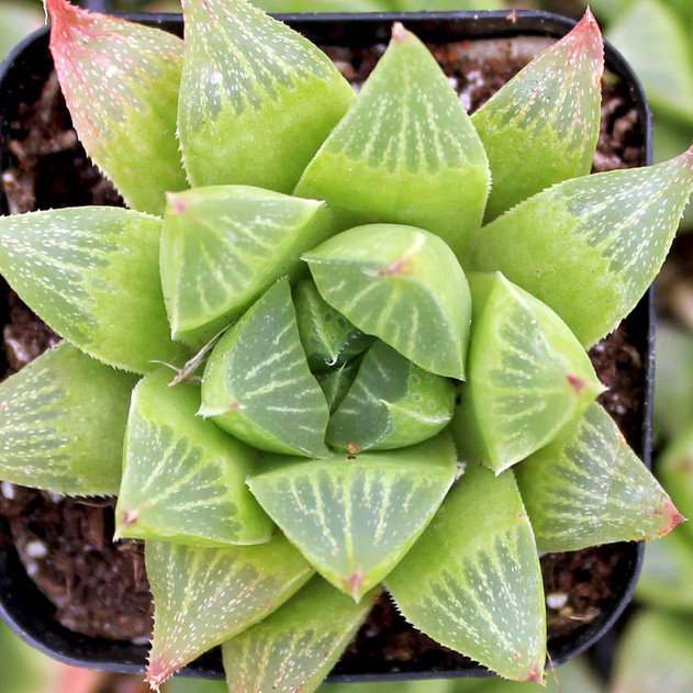 Haworthia turgida var. longibracteata