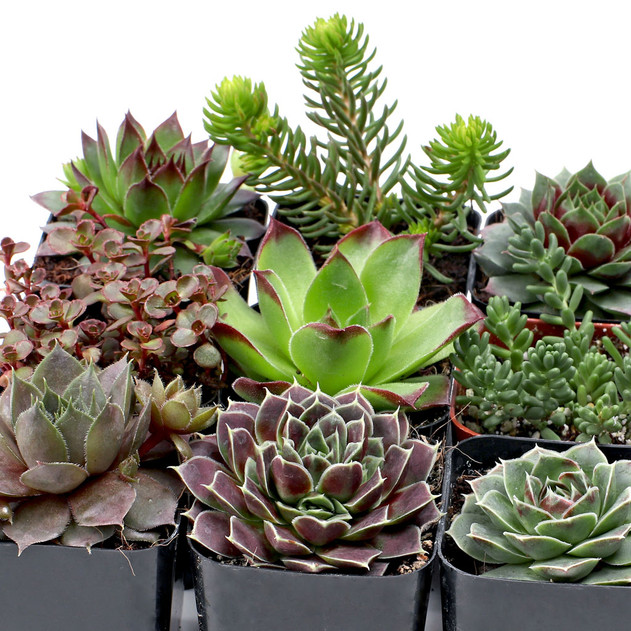 Hardy Outdoor Succulents Pack (6-20 Plants, 2" Pots) - Detail