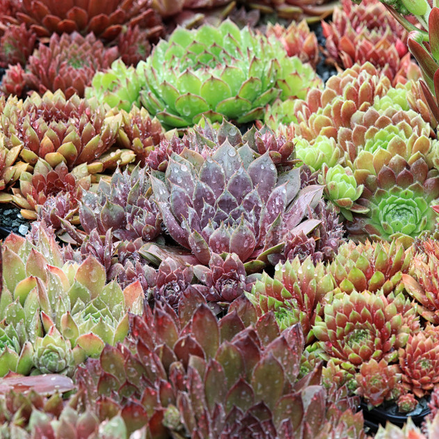 Hardy Outdoor Succulents Pack (6-20 Plants, 2" Pots) - Mature Example