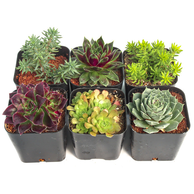 Hardy Outdoor Succulents Pack (6-20 Plants, 2" Pots)