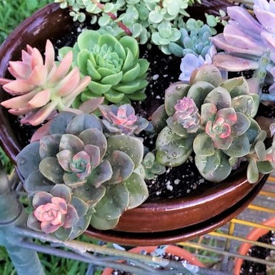 Echeveria 'Chroma' (photo credit by Reddit user Khrayzeelady)