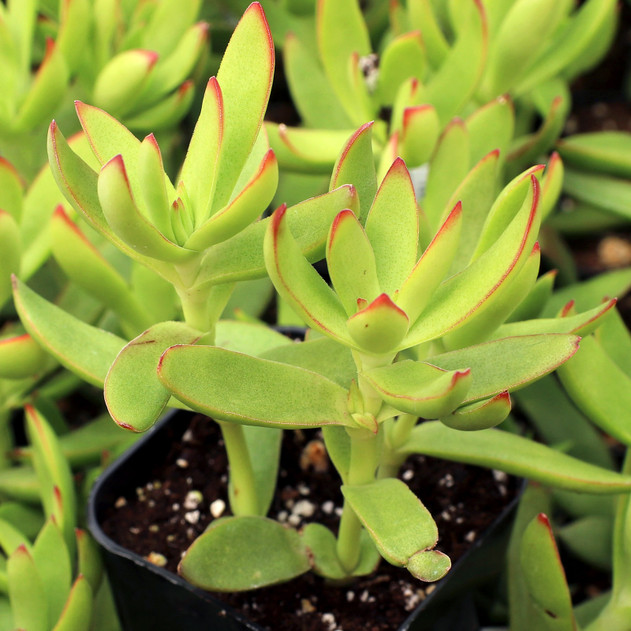 Crassula rubricaulis - August