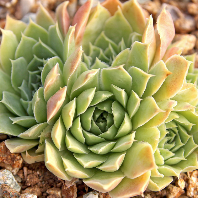 Sempervivum heuffelii 'Jade' (Outdoors) - August