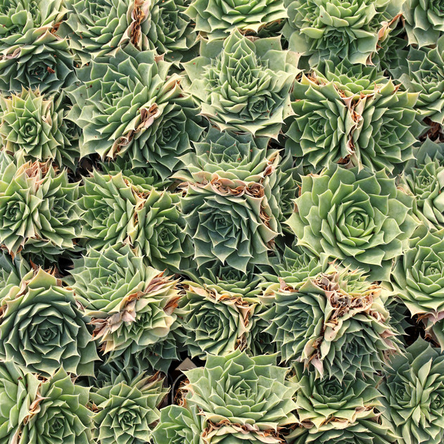 Sempervivum heuffelii 'Jade' clusters