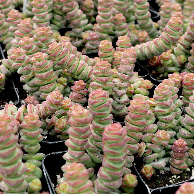 Crassula 'Baby's Necklace' - April