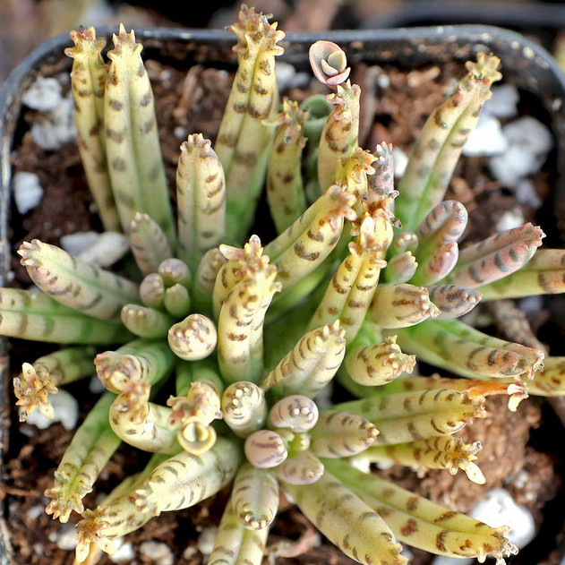 Kalanchoe delagoensis - Chandelier Plant, Mother of Millions - December