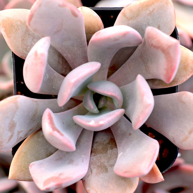 Graptoveria 'Debbie'