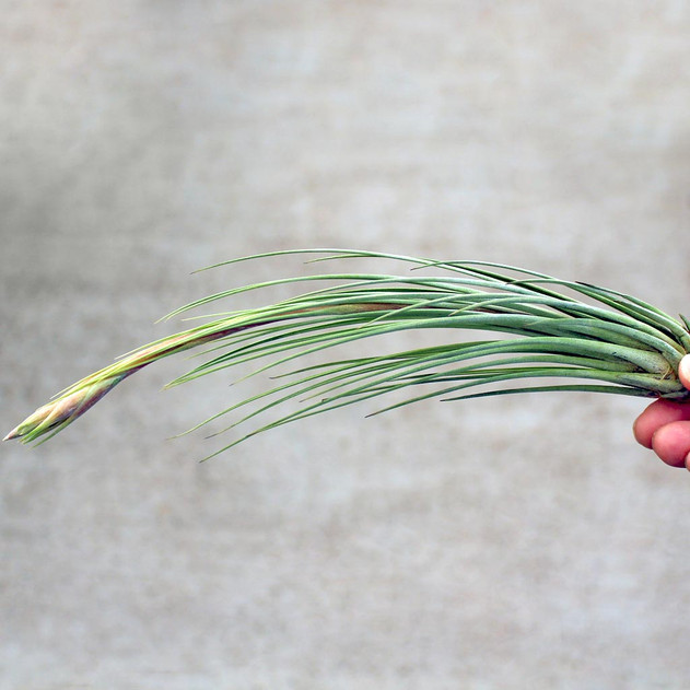 Tillandsia juncea (red, enhanced)