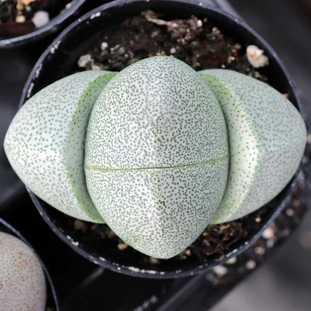 Pleiospilos nelii - Split Rock