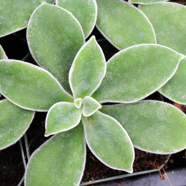 Echeveria pulvinata - winter