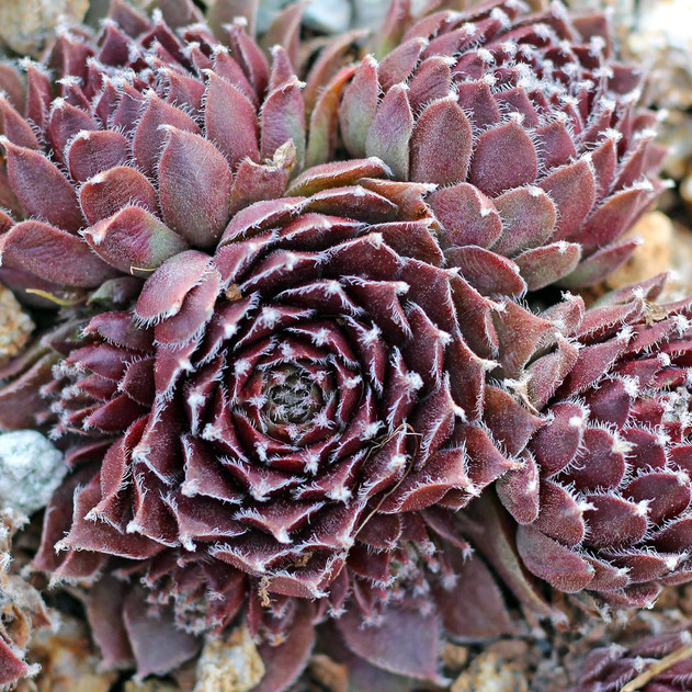 Sempervivum 'Jade Rose' (Outdoors) - February