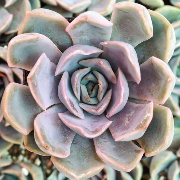 Echeveria 'Orion' - May