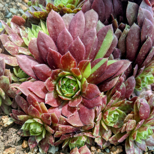 Sempervivum 'Rocknoll Rosette' (Outdoors) - June