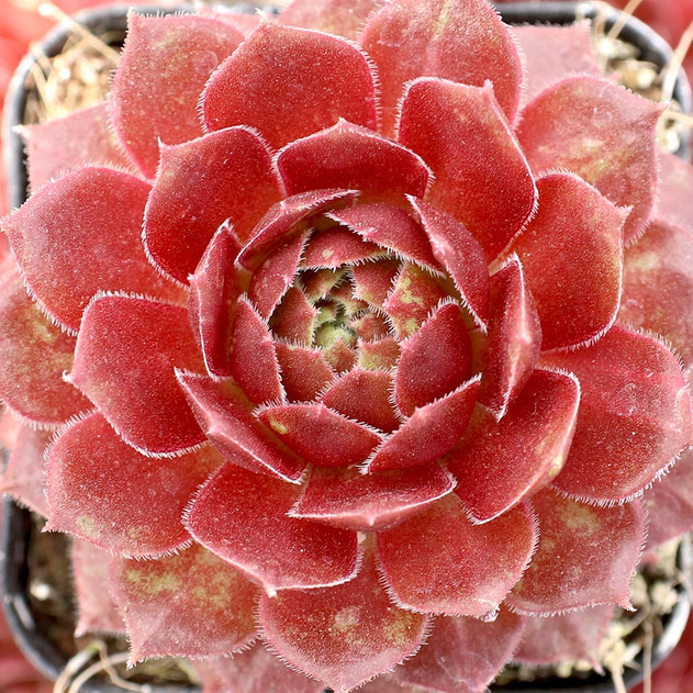 Sempervivum 'Rocknoll Rosette' (Young) - Spring