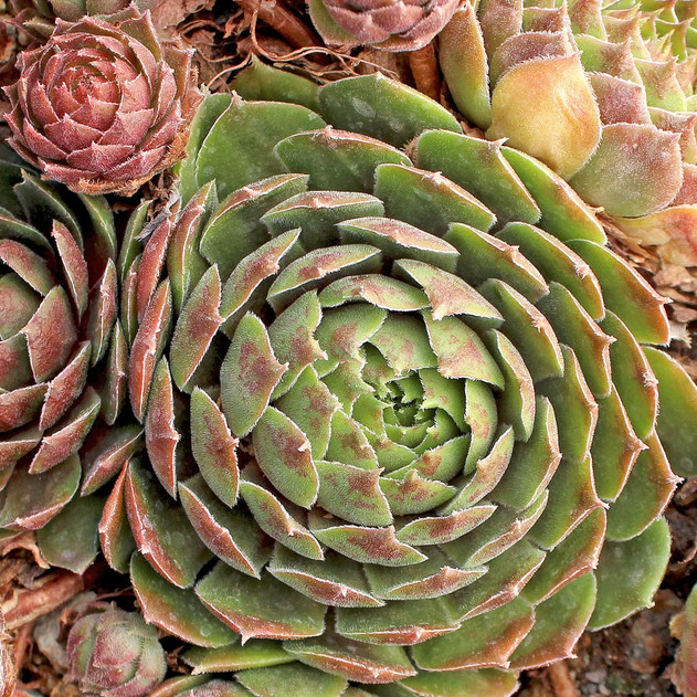 Sempervivum 'Commander Hay' (Outdoors) - November