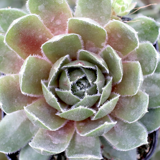 Sempervivum 'Commander Hay' (Young) - April