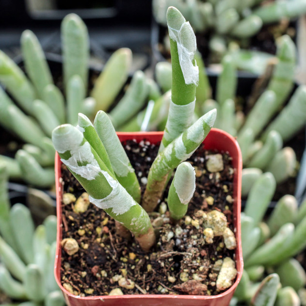 Senecio scaposus (now Caputia scaposa) - Possible peeling during shipping.