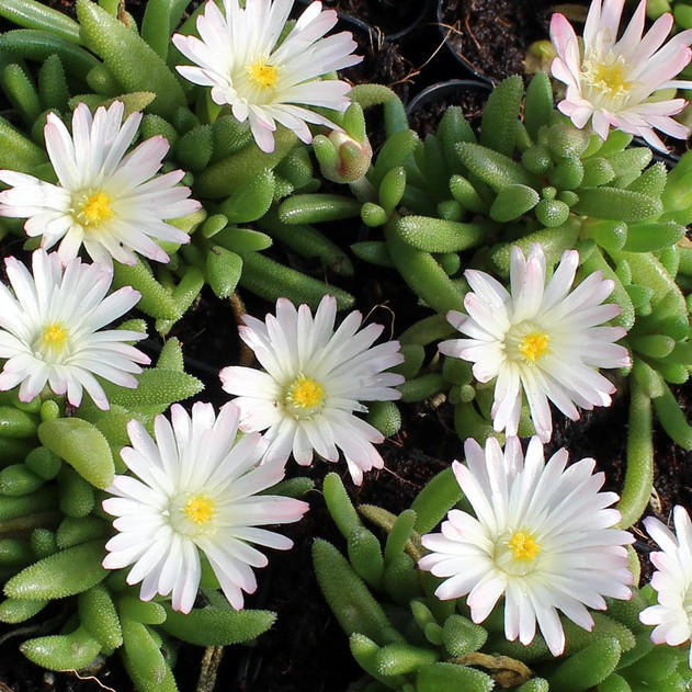 Delosperma 'Oberg'