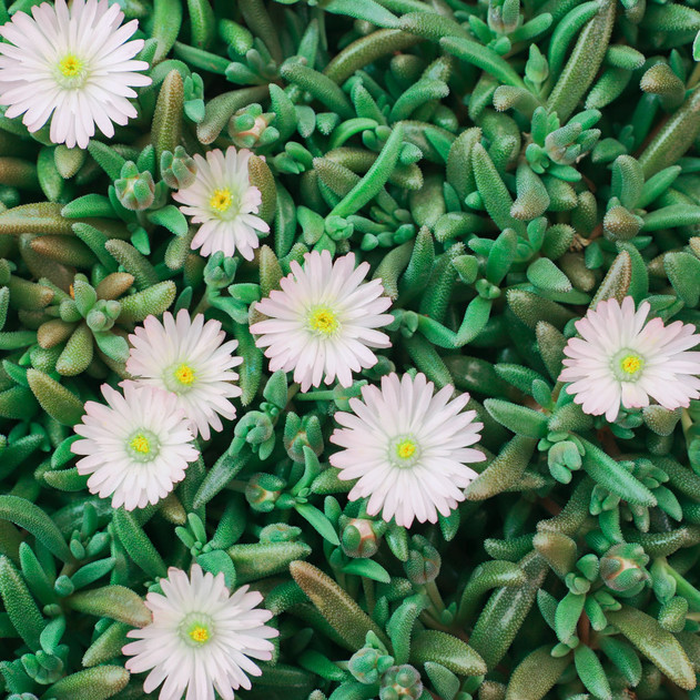 Delosperma 'Oberg' [large] - April