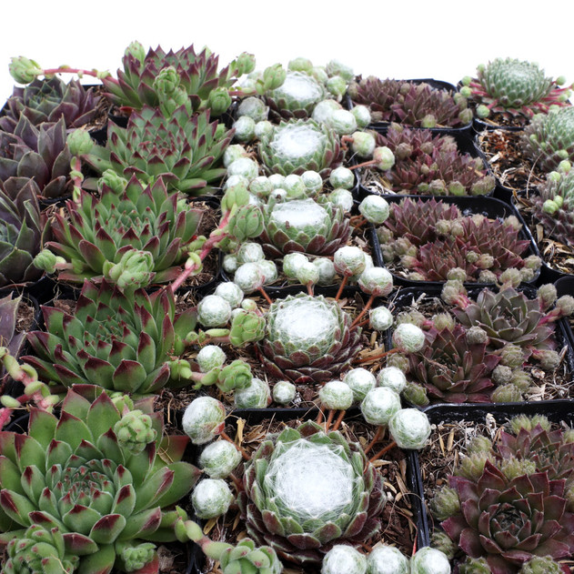 Sempervivum Bulk 25-Pack (5 Varieties, 2" Pots) - Alt View