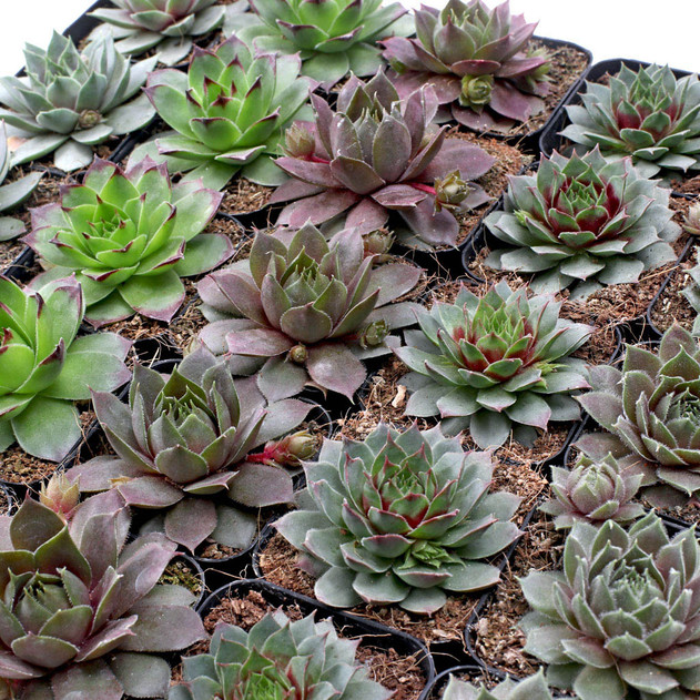 Sempervivum Bulk Pack (25-50 Plants, 2" Pots) - 2in Pots