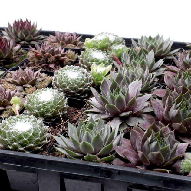 Sempervivum Bulk Pack (25-50 Plants, 2" Pots) - Detail 1